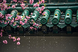 雨落古瓦粉花风景摄影图