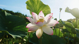 大明湖风景荷花夏天