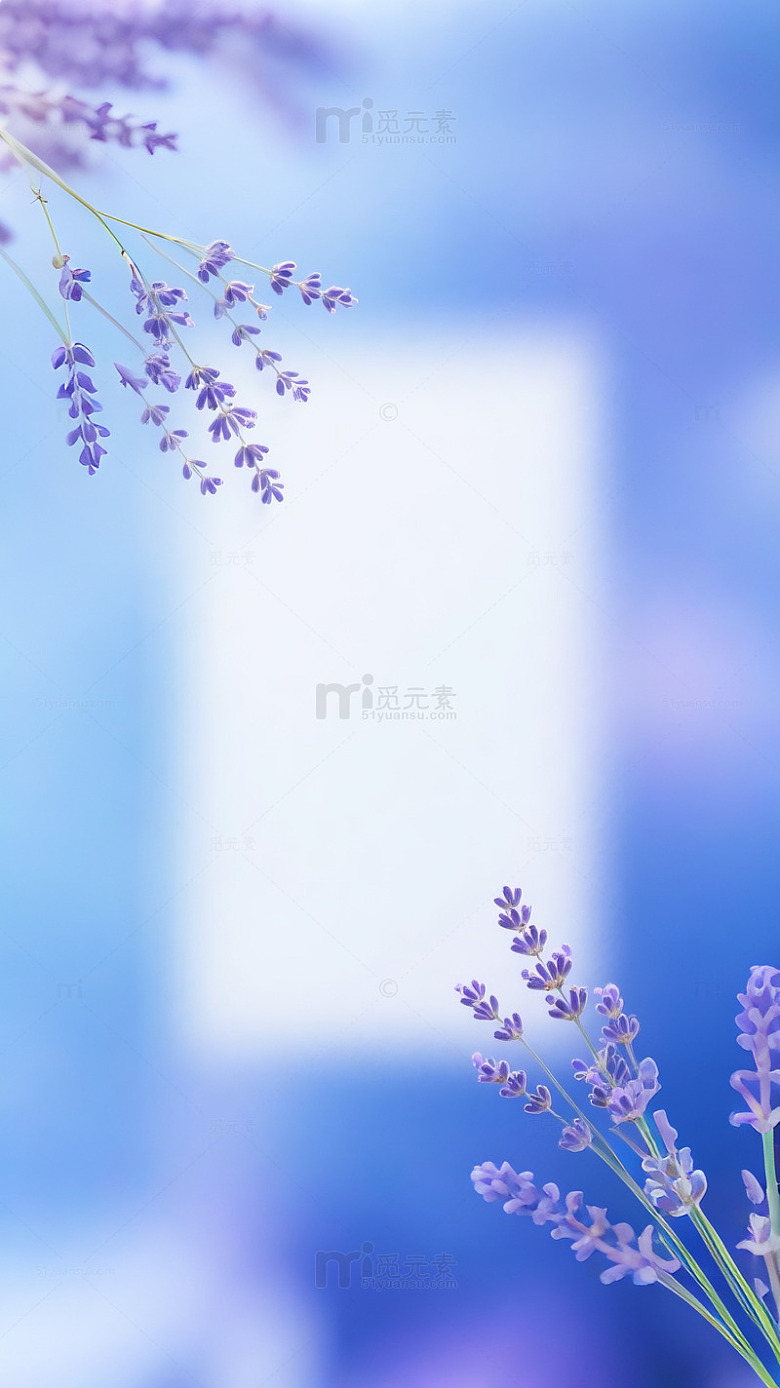 紫色文艺薰衣草背景