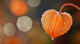 灯笼果萼囊光学折射