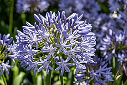 百子莲紫球伞形