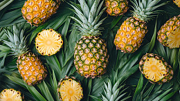 菠萝菱形纹理解剖