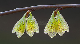 枫树翅果双翼悬垂2