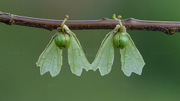 枫树翅果双翼悬垂1