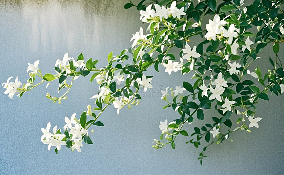 蓝盆花水泥盘1
