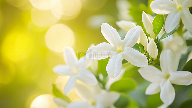 晨光里的茉莉