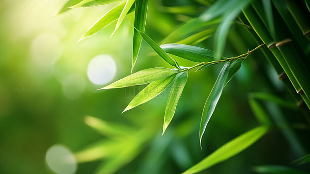 阳光与雨露的馈赠51
