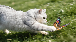 猫捉到了蝴蝶