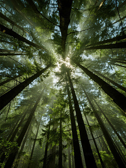 阳光穿透森林树梢的景象