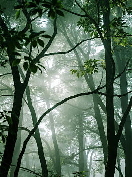 雾中森林光影交错