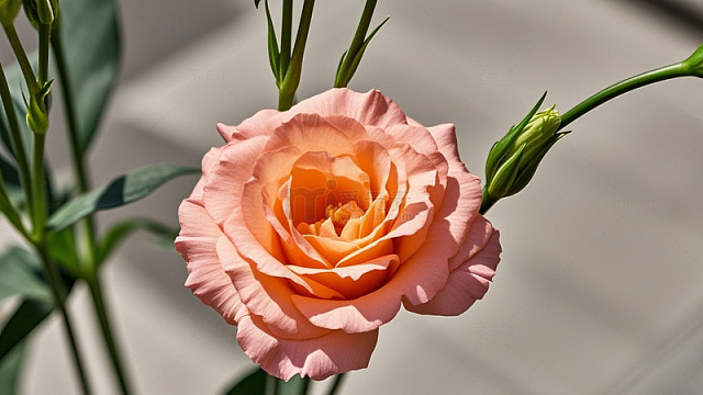 清新花草果蔬的简约治愈画面76