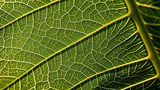清新治愈系花草水果特写446