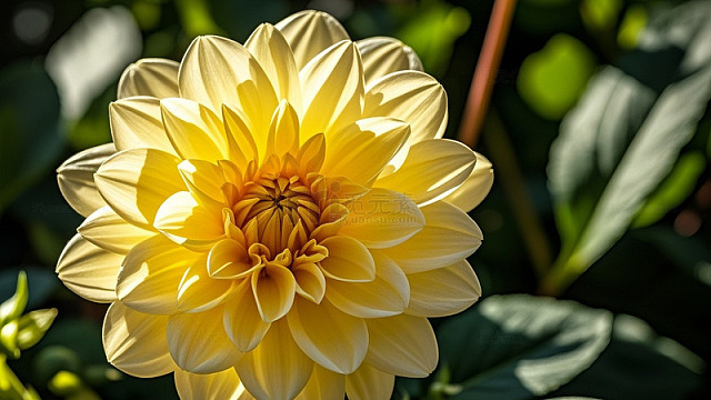 清新花草果蔬的简约治愈画面120