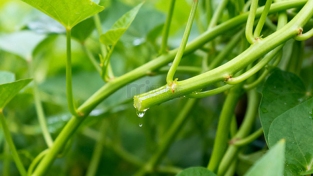 桃露珠与桃花96