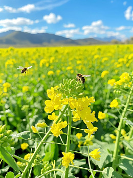 蜜蜂在油菜花田中采蜜