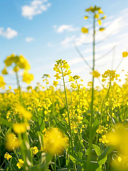 阳光下的油菜花田