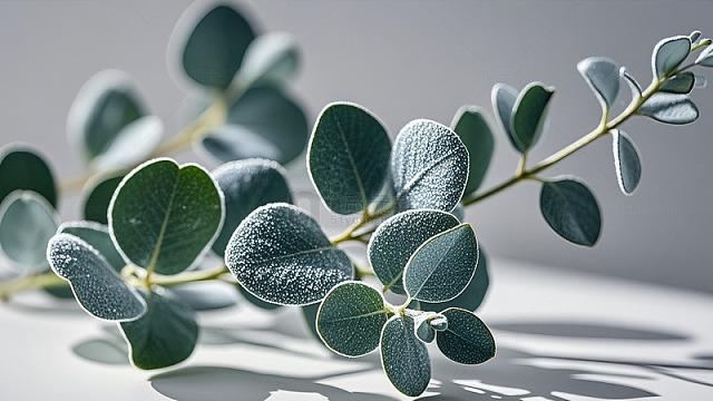 轻透色调下的自然花草果蔬影像013