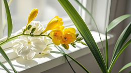 浅调花草摄影080