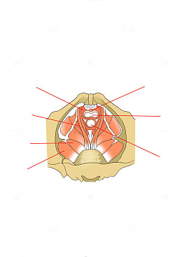 人体喉部肌肉解剖示意图医用插画