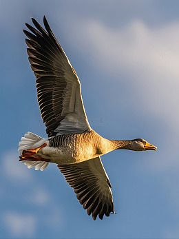 一只大雁飞翔在蓝天中