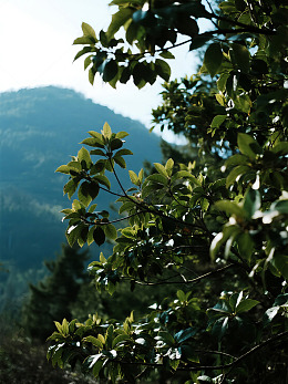 山林绿叶与远山景色