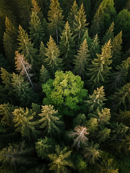 森林中无人机俯瞰景象