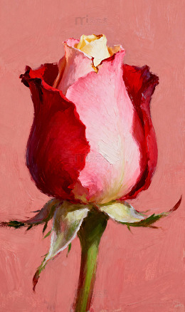 花草植物微观特写60