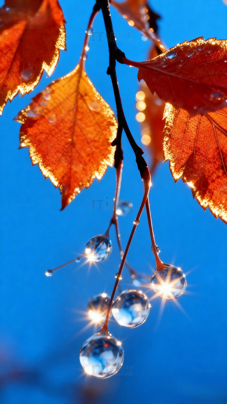 秋天树叶水珠