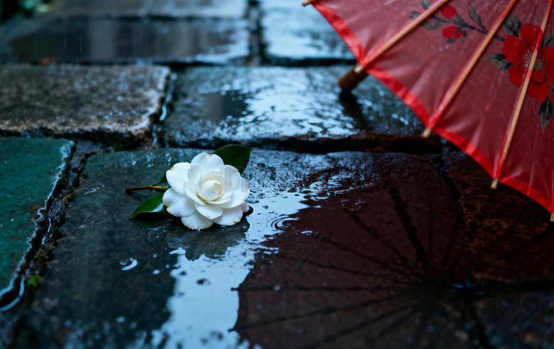 花草特写14