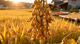 美食特写高清13