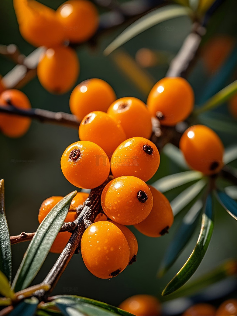 橙色果实挂于绿叶枝头