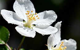 花草特写摄影集1