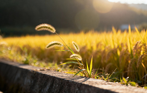果蔬花草植物饭菜图片37