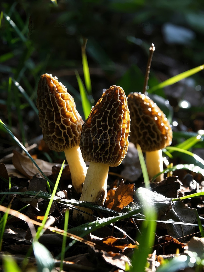 竹林中野生羊肚菌特写