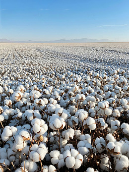 广袤无际棉田和枝头盛开的棉花