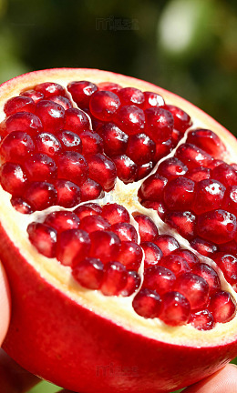 食材甜品果蔬图鉴86