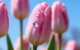 植物花朵摄影图43