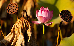 植物花朵摄影图134