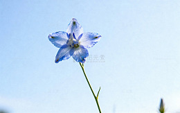 植物花朵摄影图119