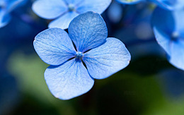 植物花朵摄影图116