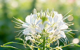 植物花朵摄影图163