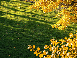 秋日阳光下的金黄树叶与绿草坪