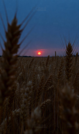 玉米穗立夕阳田野1