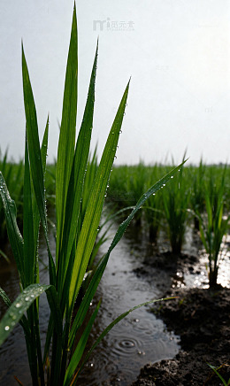 水稻上的水珠