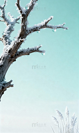 寒露背景枯树冰晶