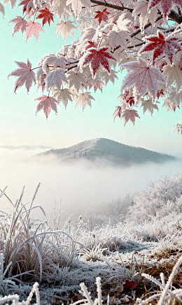 霜染枫林淡粉凝露