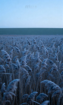深秋芦苇霜穗地平1