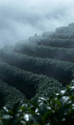茶山平流雾露珠缀