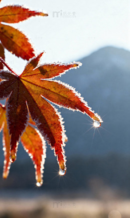 霜凝枫叶露珠远山