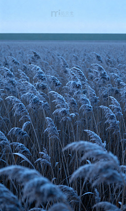 深秋芦苇霜穗天际1